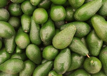 MANFAAT KULIT ALPUKAT