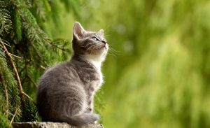 Perawatan Kucing