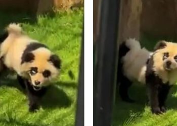 kebun binatang panda palsu