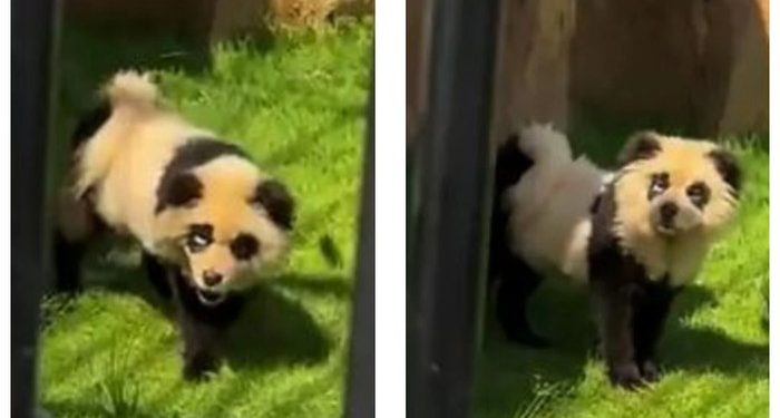 kebun binatang panda palsu