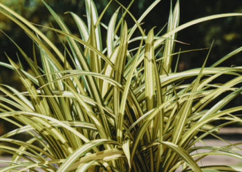 tanaman hias perawatan