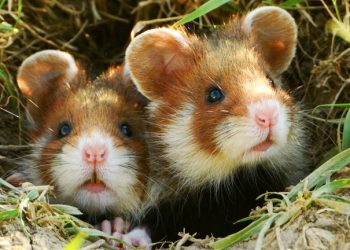 Ratusan Hamster Lepas, Penerbangan Airbus A320 Delay Empat Hari!