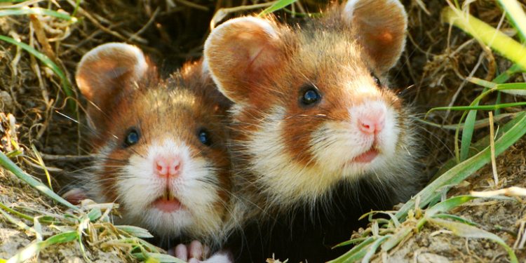 Ratusan Hamster Lepas, Penerbangan Airbus A320 Delay Empat Hari!