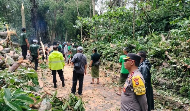 pohon tumbang di monkey forest