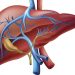 kesehatan liver (2)