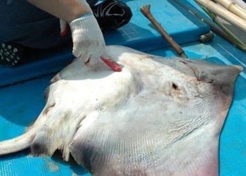 tni al disengat ikan pari pagar laut