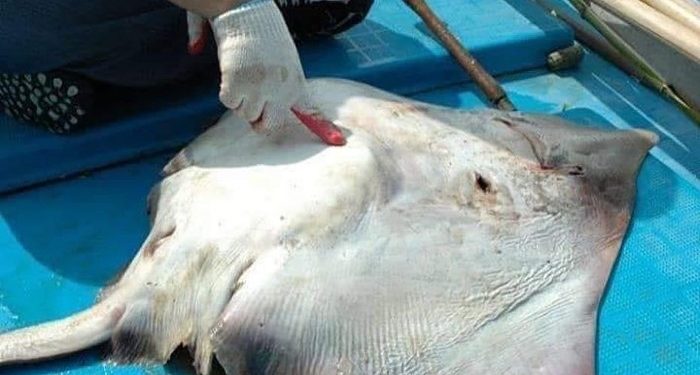 tni al disengat ikan pari pagar laut